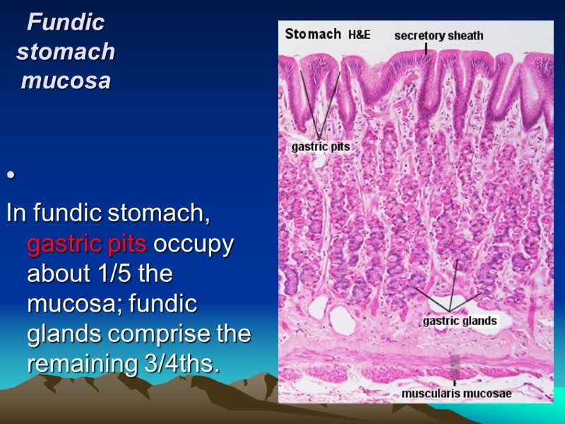 Fundic stomach mucosa   In fundic stomach, gastric pits occupy about 1/5 the